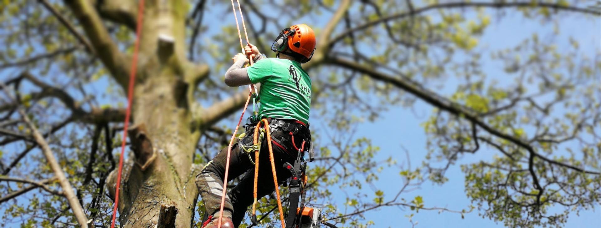 Reliable tree surgeon covering Sheffield and surrounding areas...